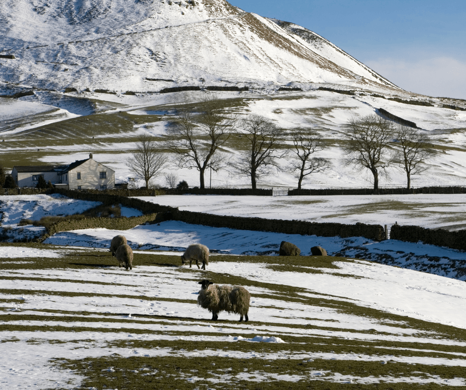 Protect your diesel in winter